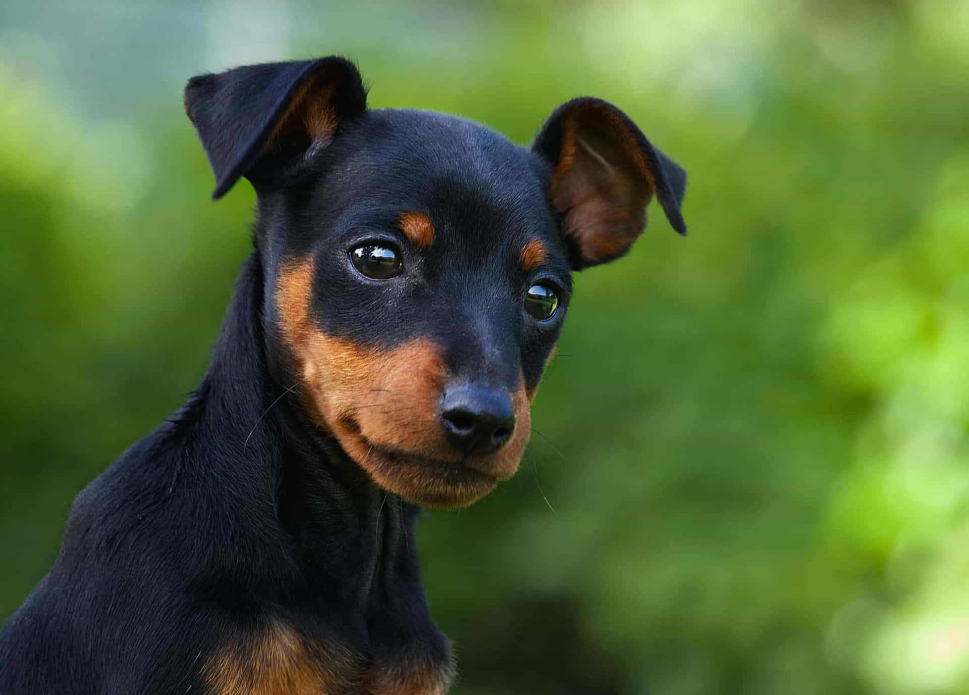 Pinscher bravo? Veja como adestrar e acalmar o pet 2