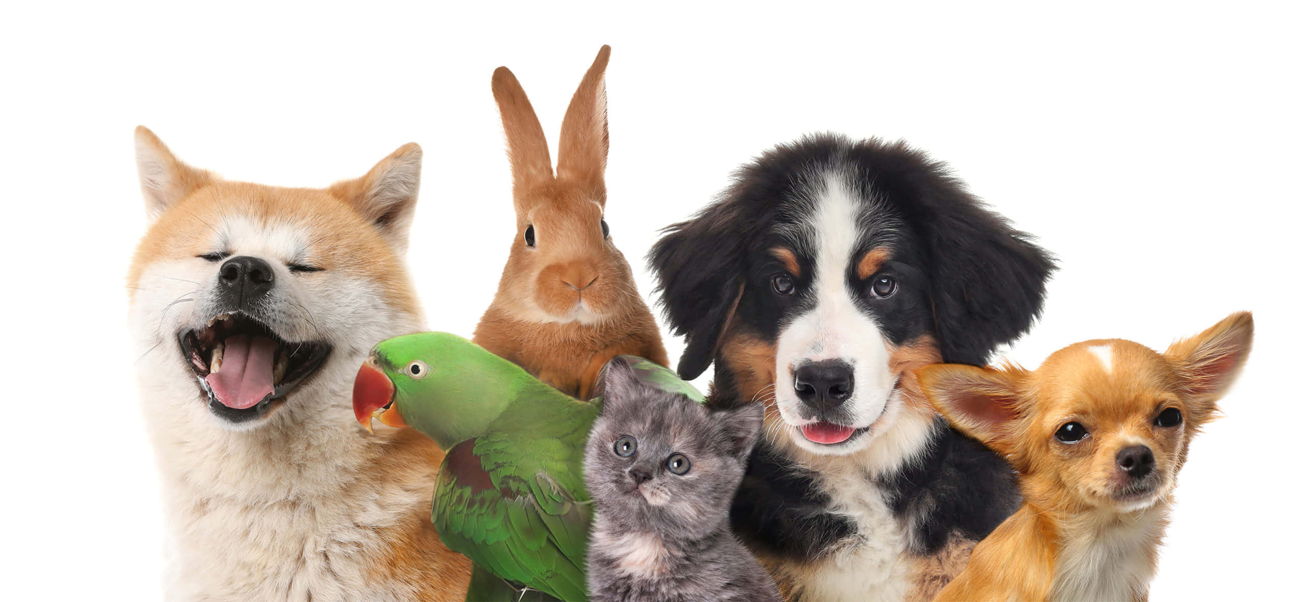Os nomes de pet mais queridos do Brasil e o que eles significam