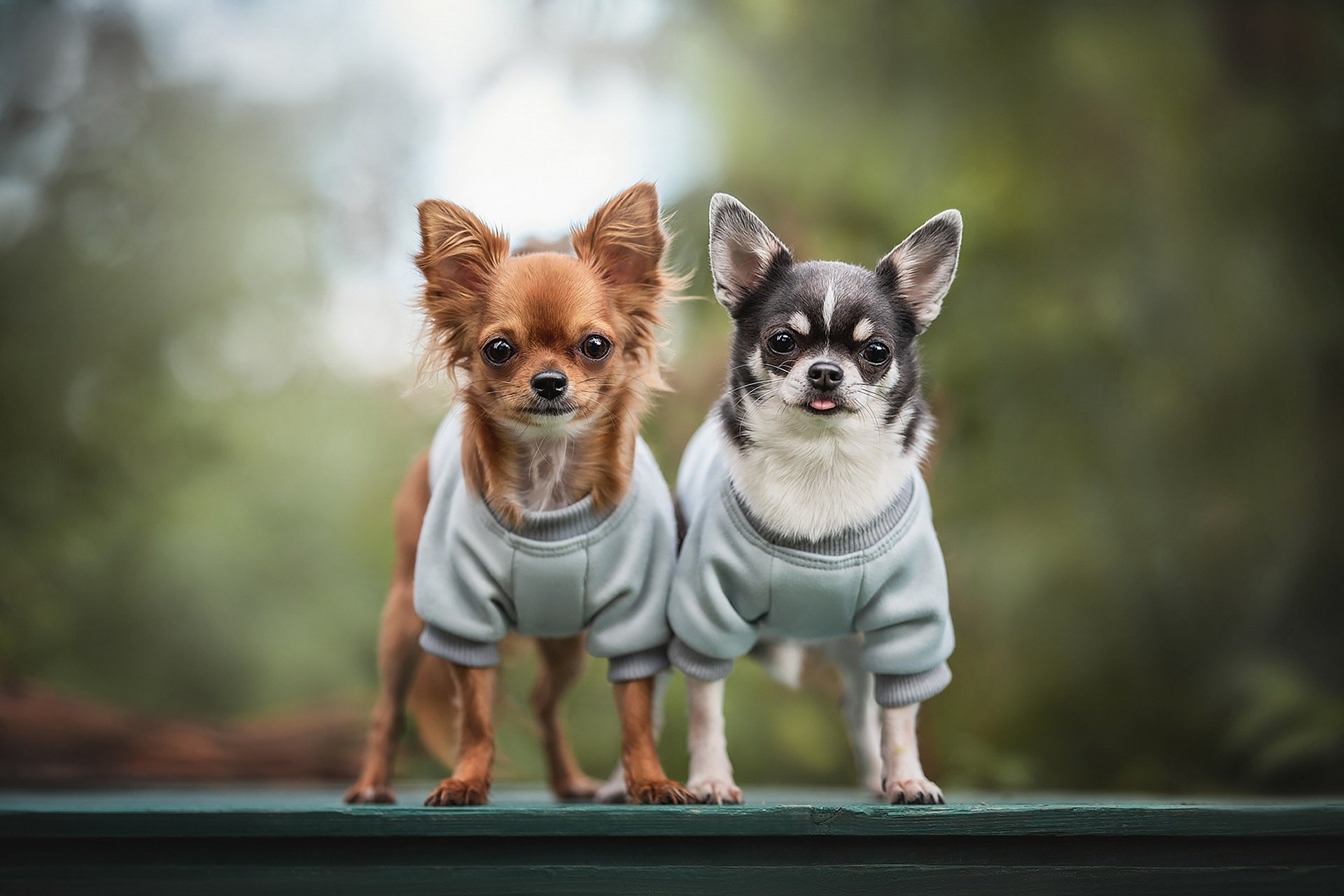 Chihuahua salva tutor que caiu em geleira na Suíça ao ajudar socorristas a localizá-lo